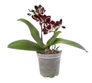 Orquidea Mini Color Disponible