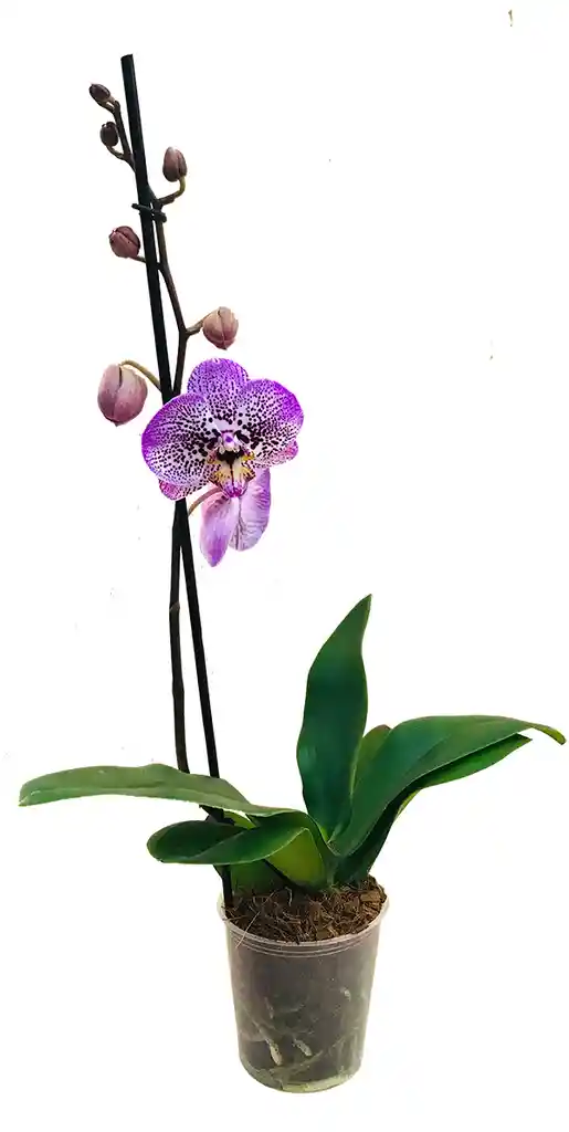 Orquidea grande