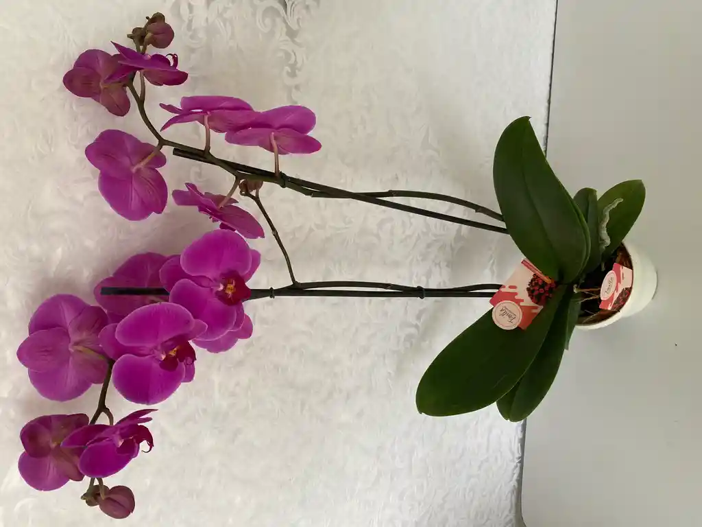 Orquidea Morada Phaleonopsis