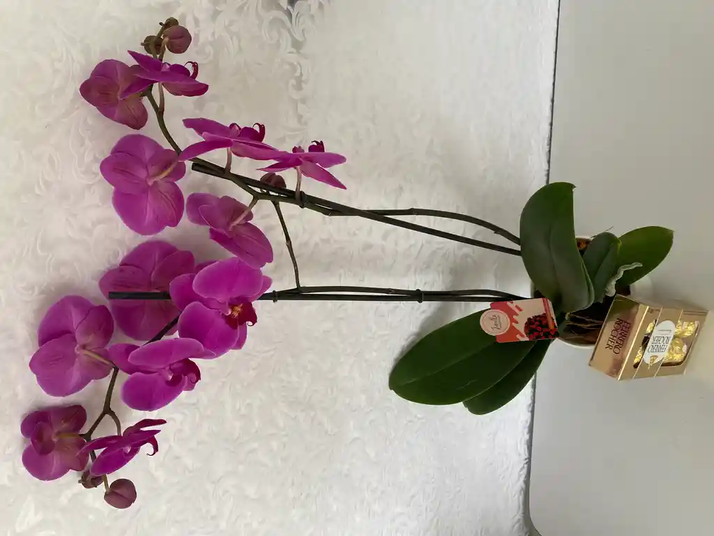 Orquídea Morada con chocolates