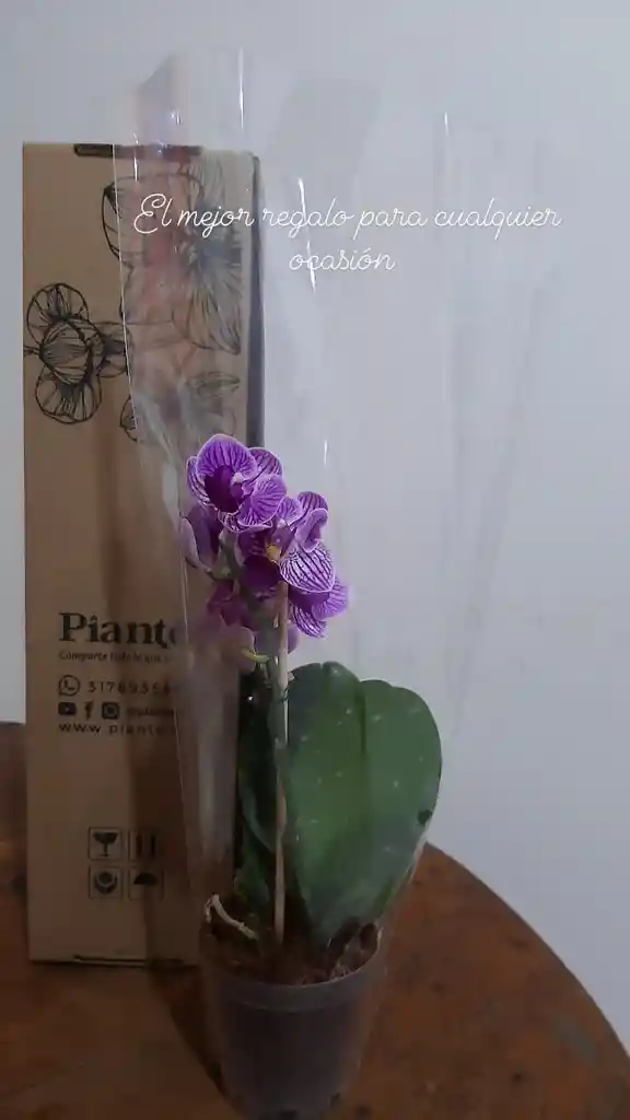 Orquídeas Mini