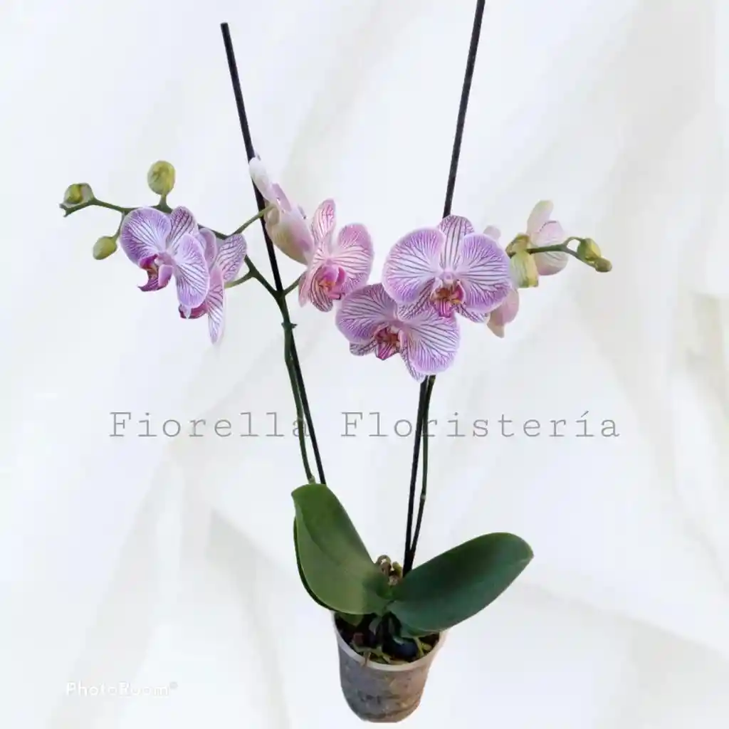 Orquidea phaleonopsis