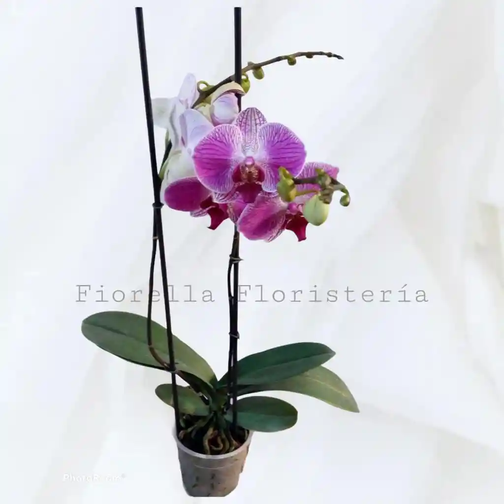 Orquidea Phaleonopsis