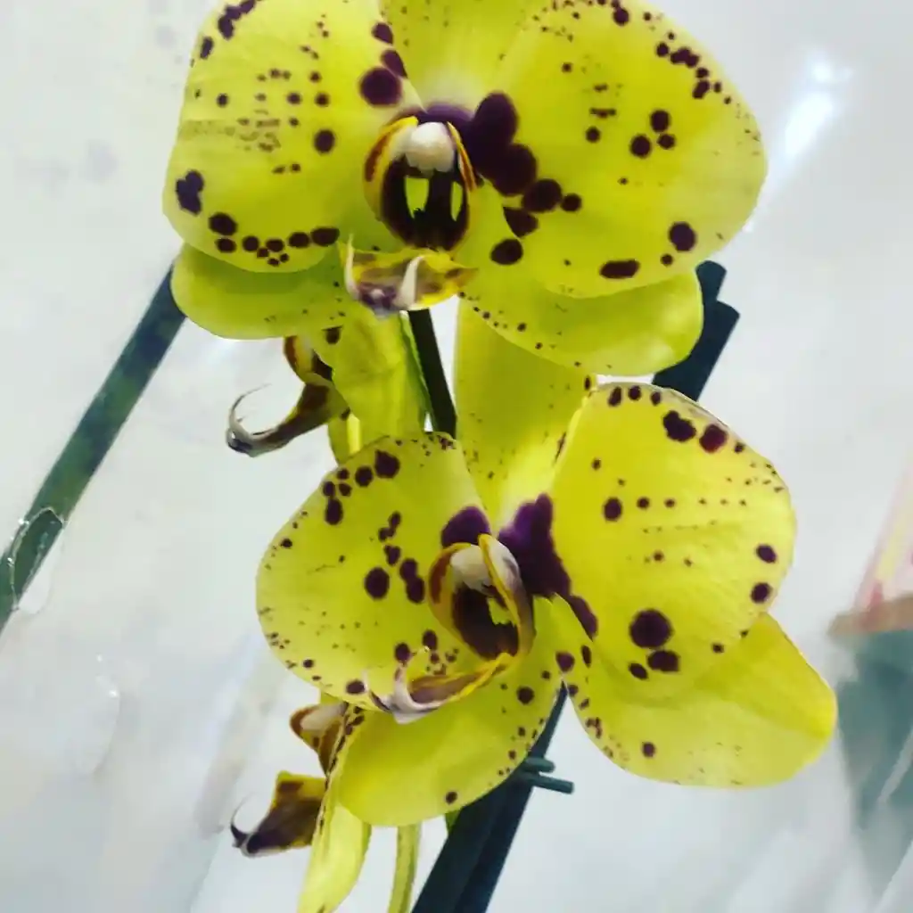 Orquidea Phaleonopsis