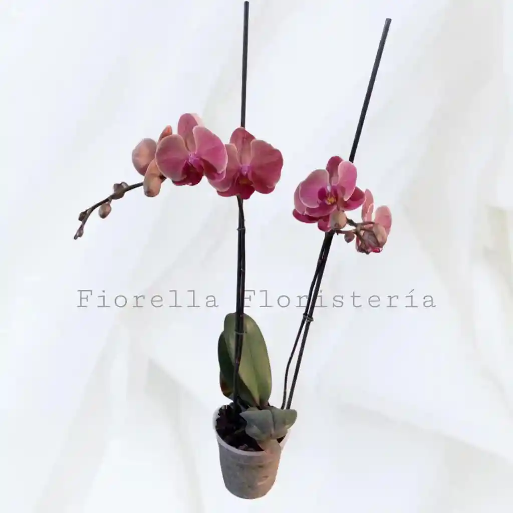 Orquidea Phaleonopsis