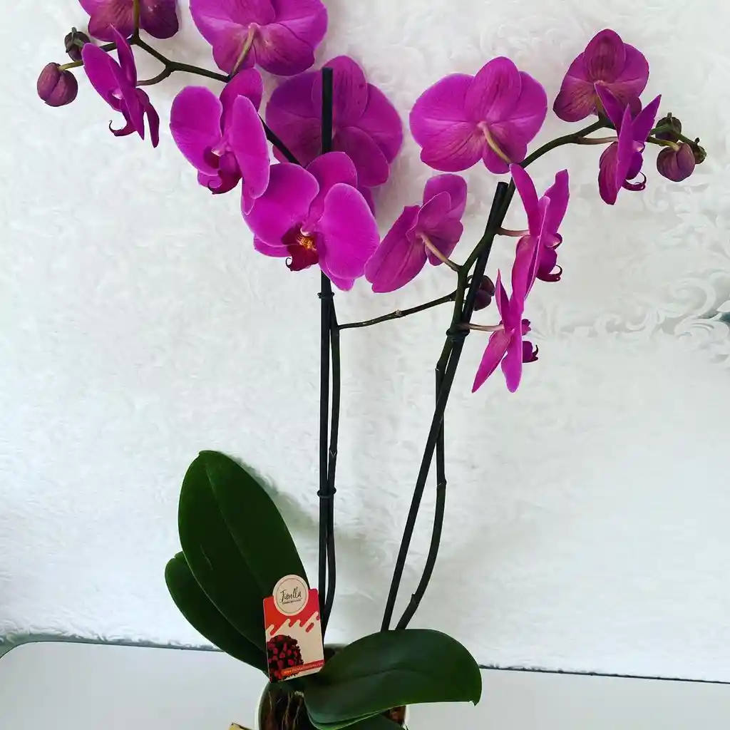 Orquidea Phaleonopsis