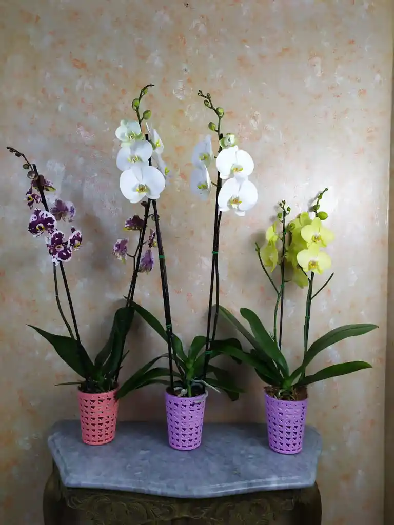 Orq. Phalaenopsis grande de colores variados x 1 und matera de p