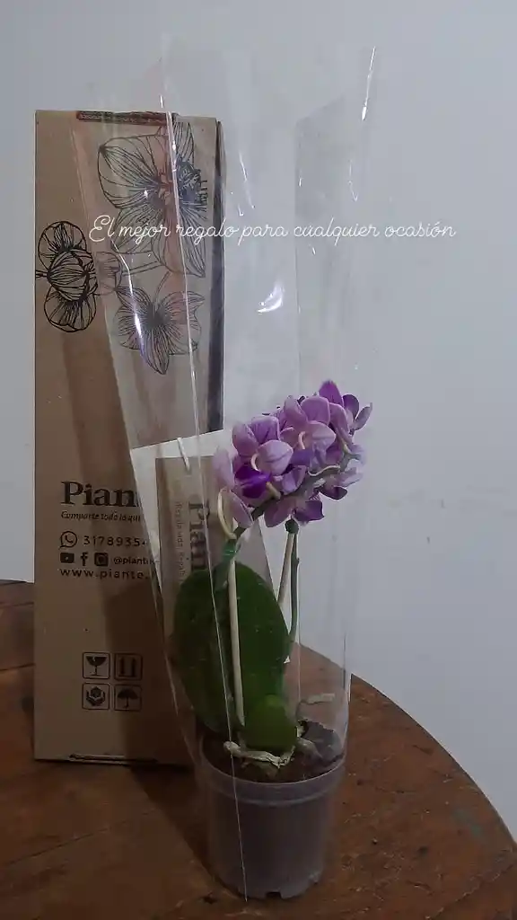 Orquídeas Un excelente detalle