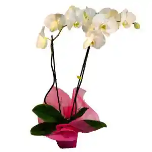 ORQUIDEA BLANCA DE 2 VARAS