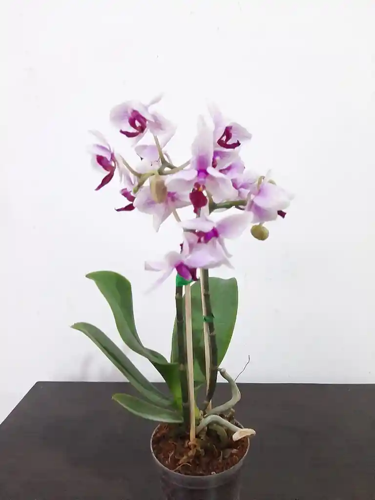 Orquídeas Hermosas