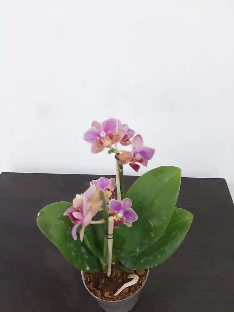 Orquídeas