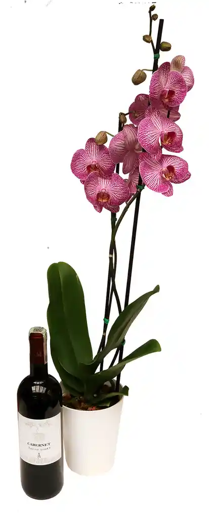 Orquidea Grande 2 Varas + Vino Cabernet