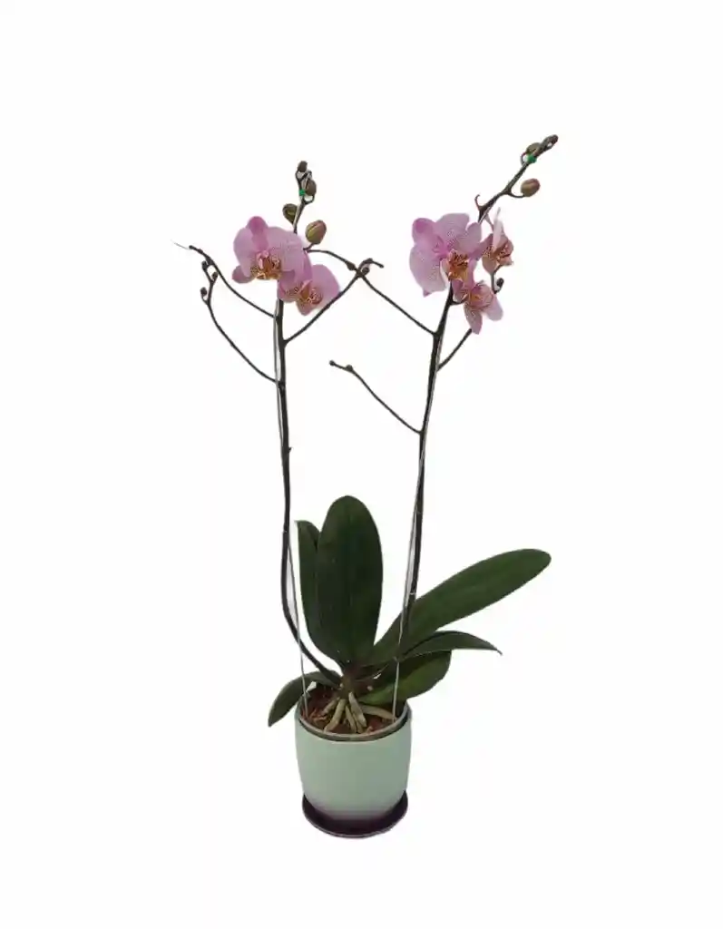 Orquidea Fucsia De Dos Varas + Matera De Lujo