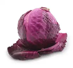 Repollo Morado