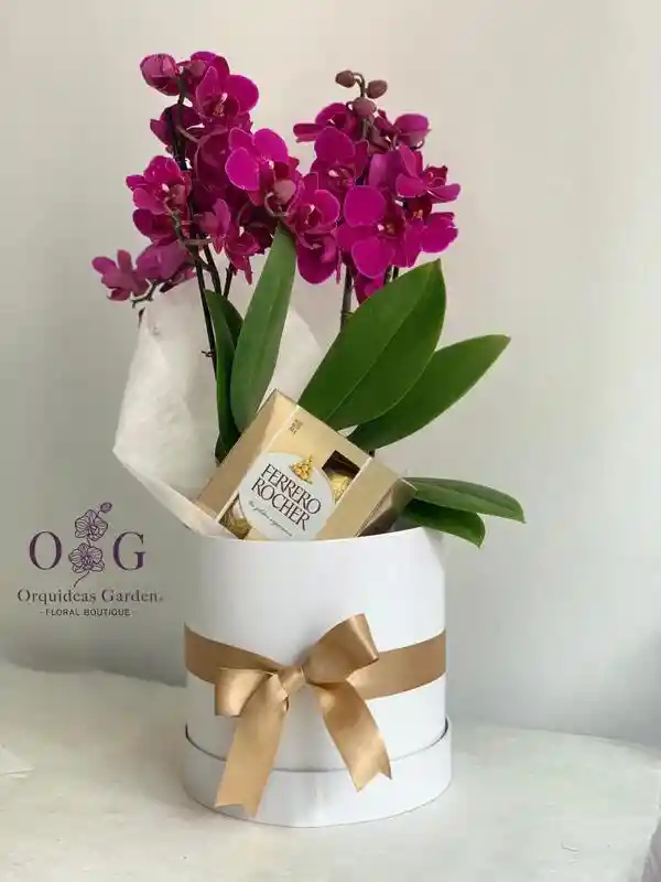 Gift Box Orquideas Moradas O Blancas