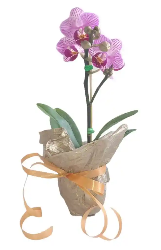 Orquideas Mini Oferta