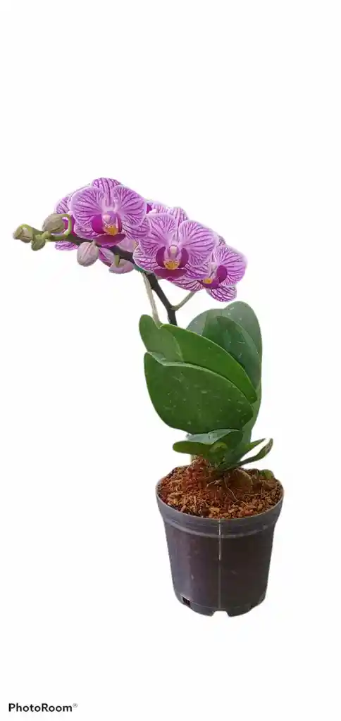 Orquidea Mini Oferta