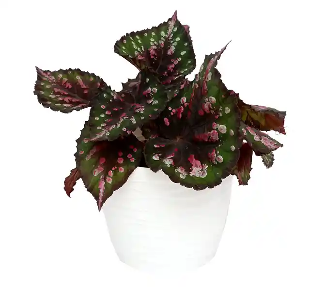 Begonia rex con matera