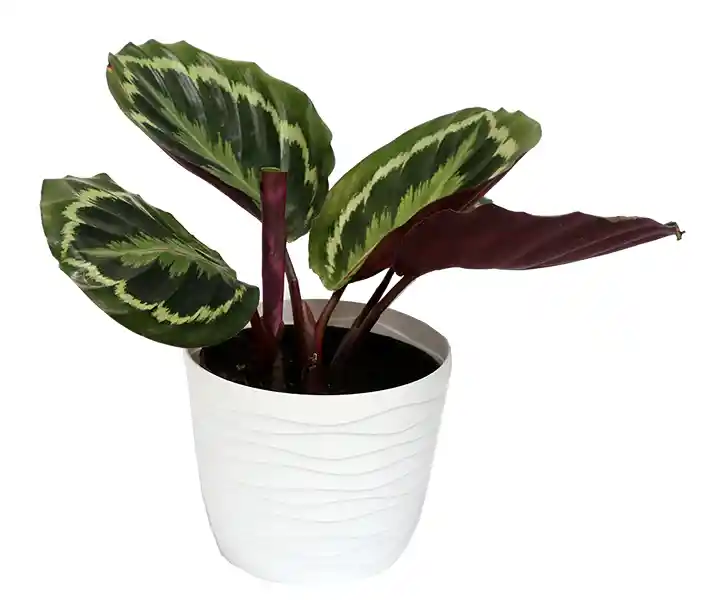 Calathea medallon Con Matera