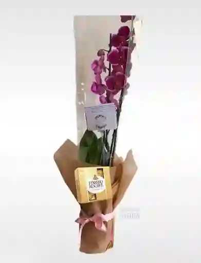 Orquideas Amor Y Amistad Con Ferreros