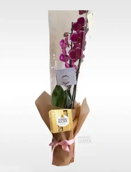 Orquideas Amor Y Amistad Con Ferreros