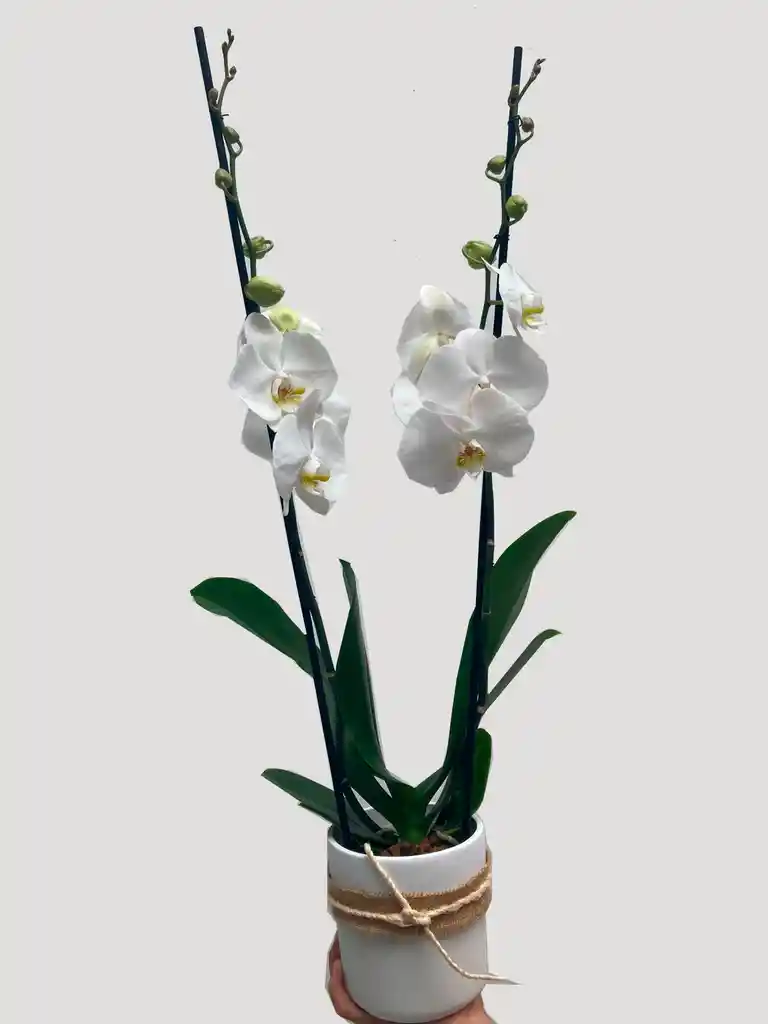 Orquidea Condolencias Con Matera En Ceramica