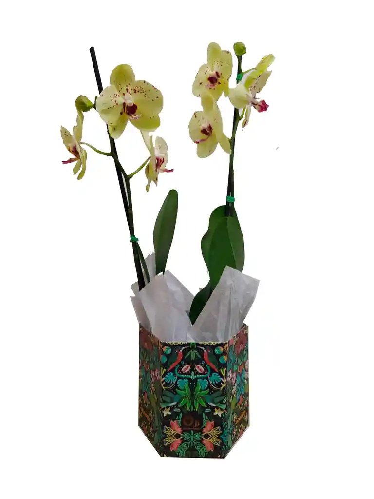 Orquidea Dos Varas Amarilla Con Manchas Moradas