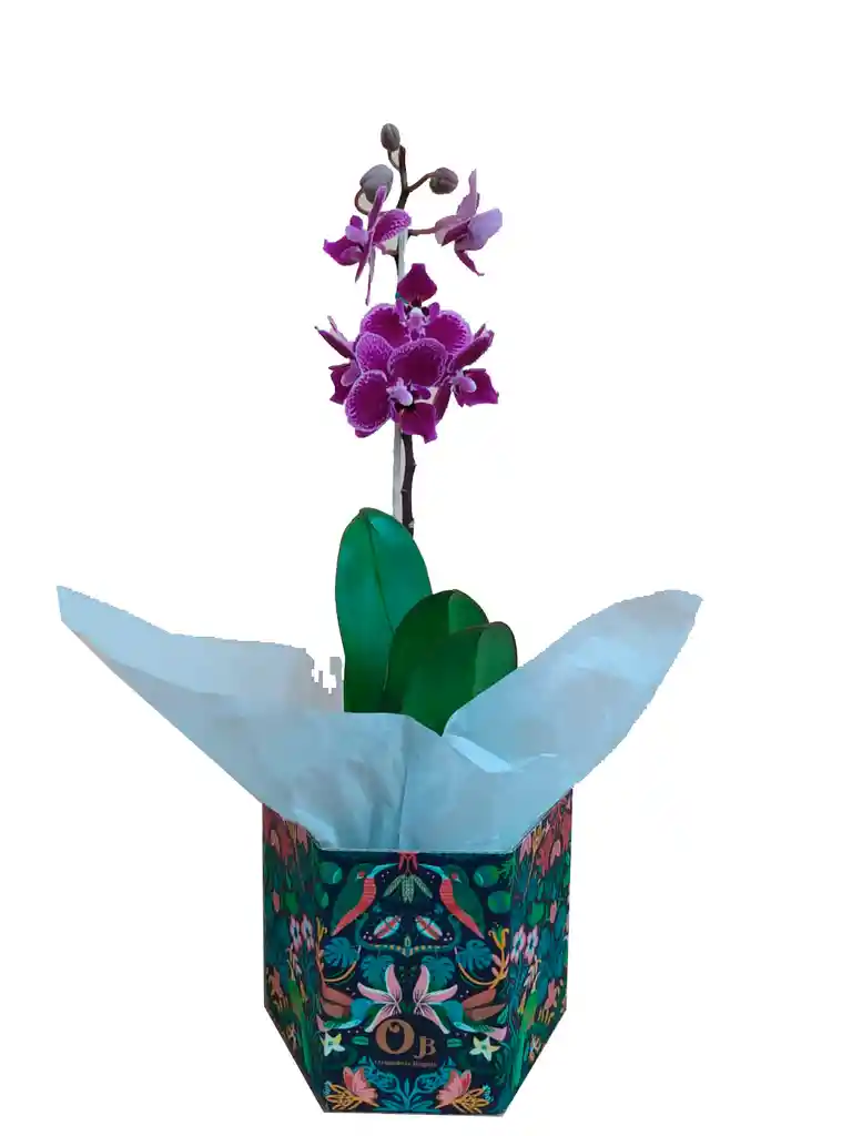 Orquidea baby mini morada