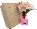 Caja Regalo Lirios Y Trufas ;)