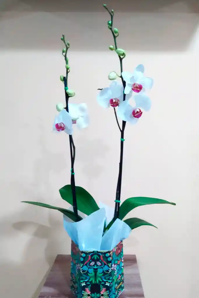 Orquidea De Dos Varas Blanca Con Centro Rosado