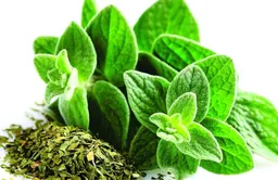 Semillas Oregano Aromatica Medicinal Infusion Comida Jardin