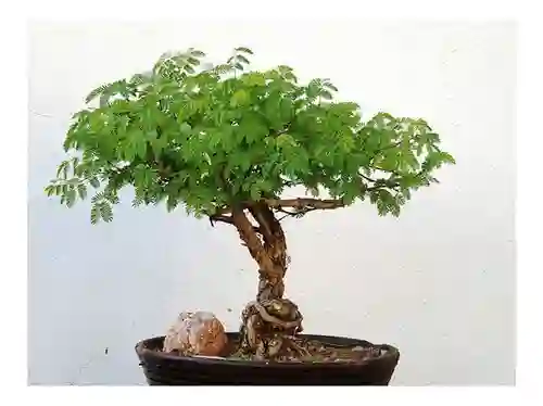 Semillas Acacias Bonsai Decoración Hogar Cultivo Plantar Cuidar