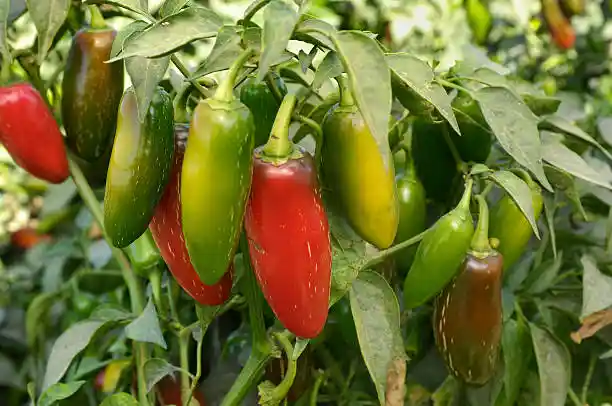 Semillas Ají Jalapeño Cultivo Planta Mata Huerto Casa Campo