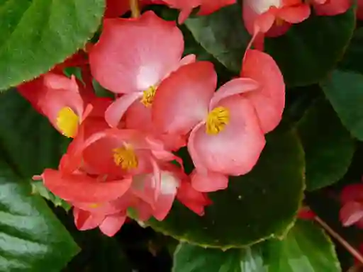 Semillas Begonia Planta Flor Florales Cultivo Hogar Sembrar