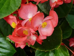 Semillas Begonia Planta Flor Florales Cultivo Hogar Sembrar