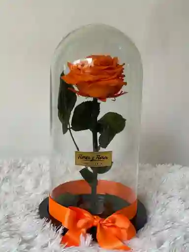 Rosa preservada Naranja