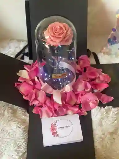Rosa Rosada Con Luces En Caja De Lujo