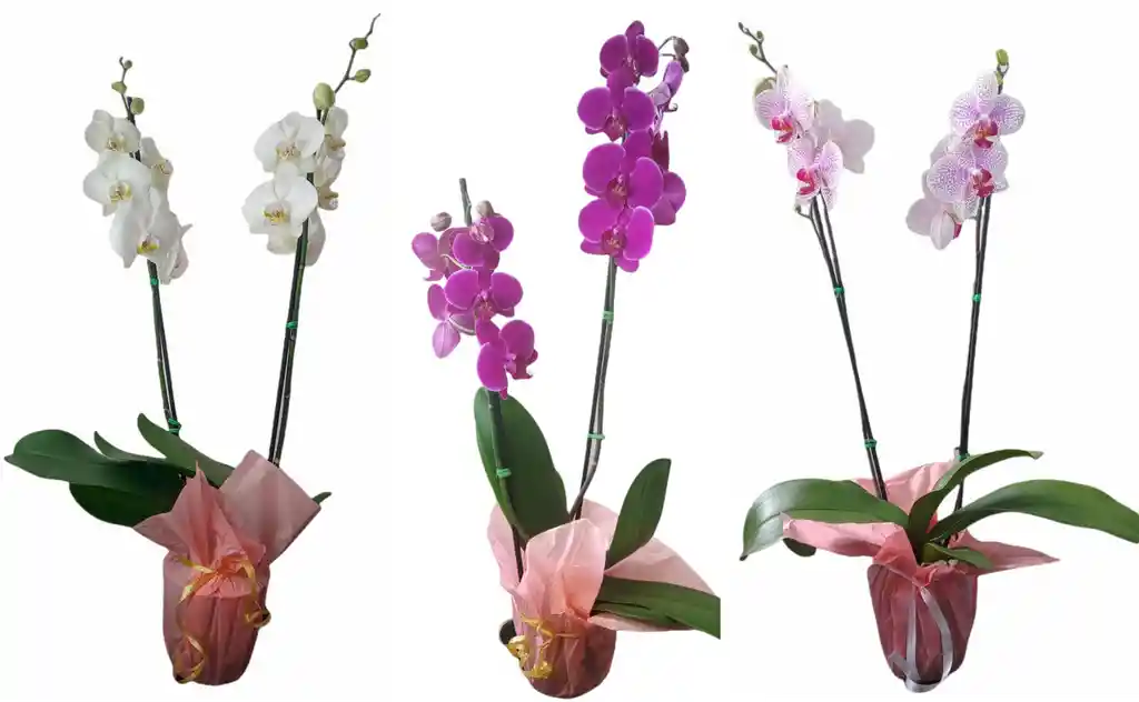 Orquidea 3 S Grandes 2 Varas Oferta Dia