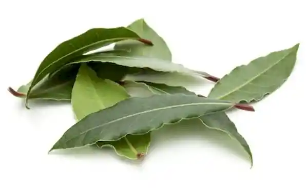 Waruwa Laurel