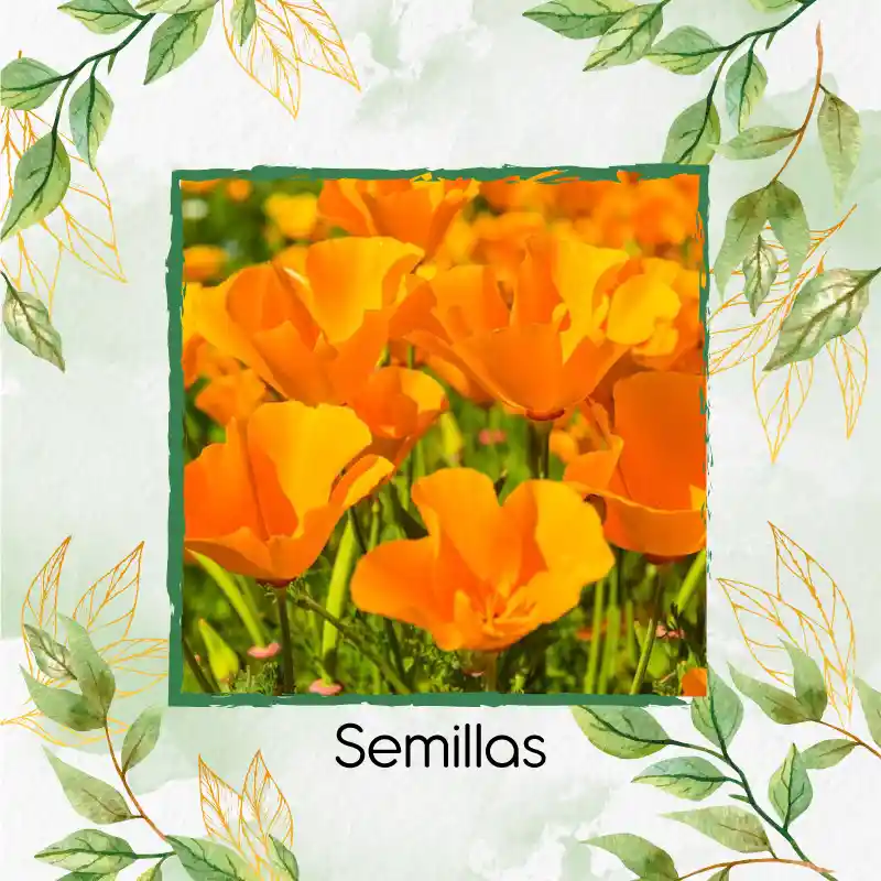600 Semillas Orgánicas De Flor Amapola De California