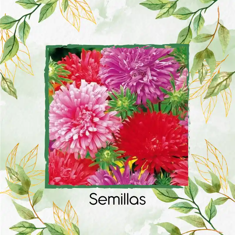 140 Semillas Orgánicas De Flor Aster Pluma De Avestruz