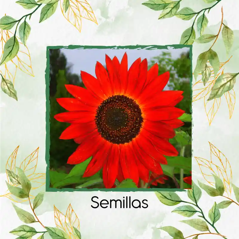 16 Semillas Orgánicas De Flor Girasol Rojo