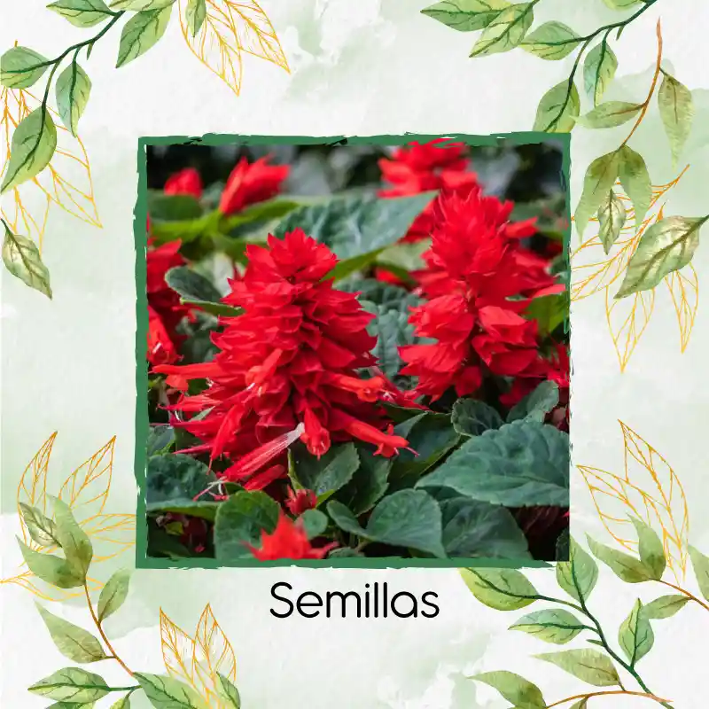 Organic 50 Semillas As De Flor Salvia Fuego De San Juan