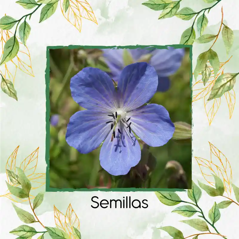 16 Semillas Orgánicas De Flor Geranio Azul