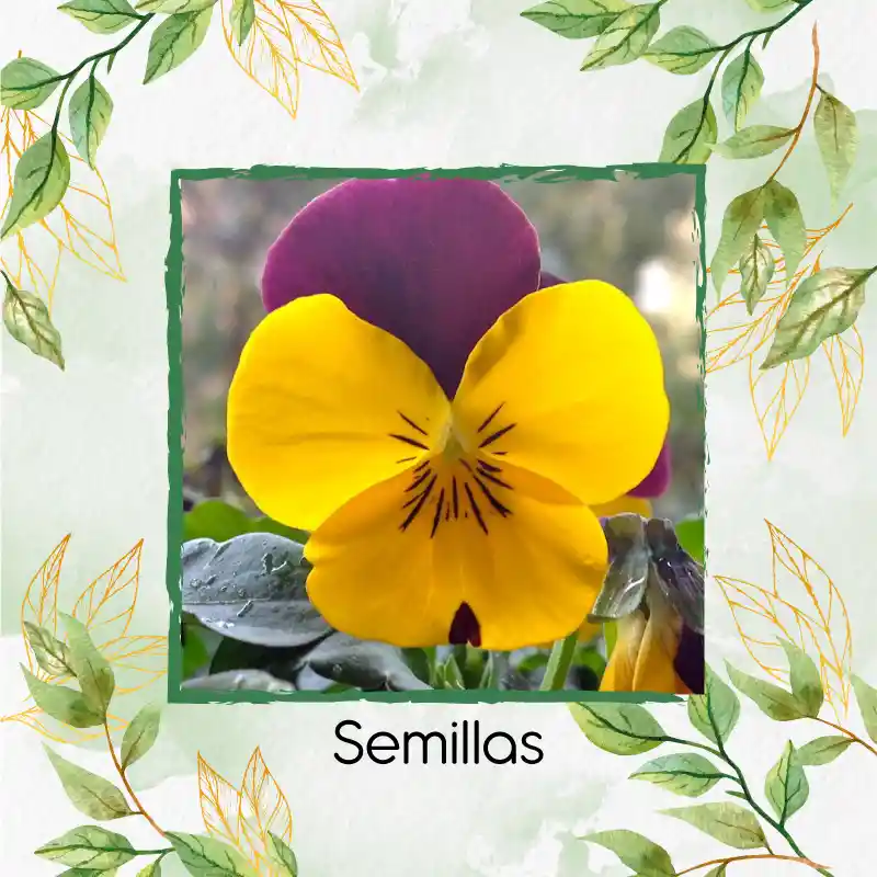 Organic 100 Semillas As De Flor Viola Cornuta Helena