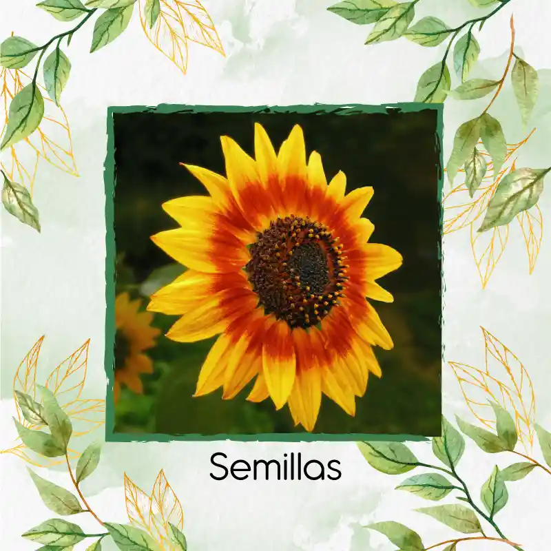 Organic 50 Semillas As De Flor Girasol Mix