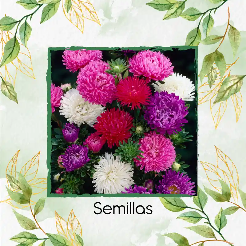 200 Semillas Orgánicas De Flor Aster