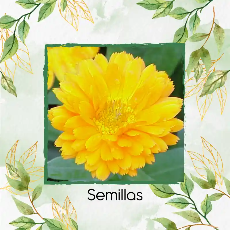 100 Semillas Orgánicas De Flor Caléndula Amarillo Oro