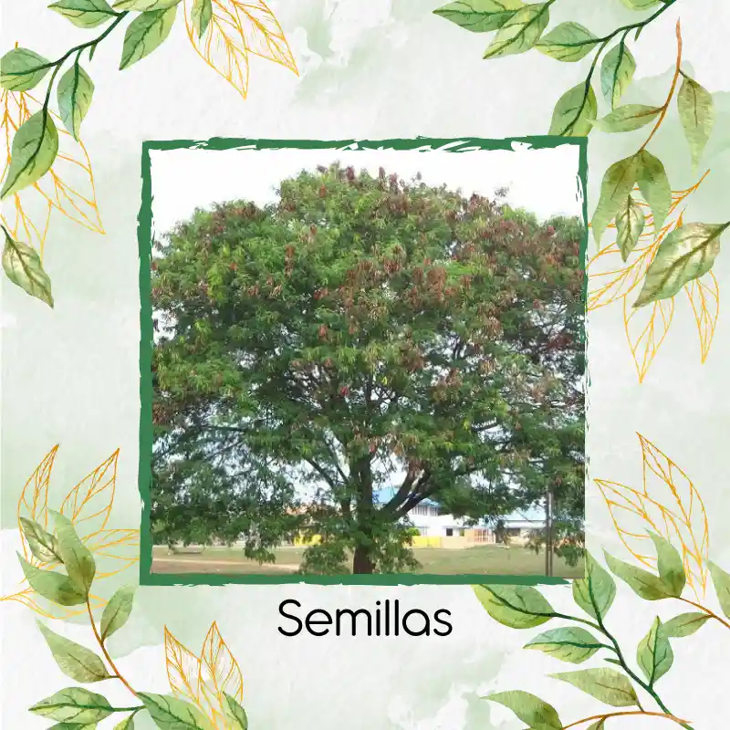 400 Semillas Orgánicas De Árbol Acacia Forrajera