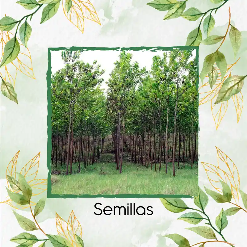 Organic 40 Semillas As De Árbol Acacia Mangium